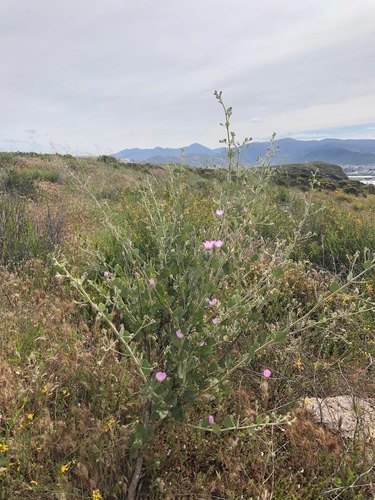 Image of Malacothamnus foliosus by no rights reserved