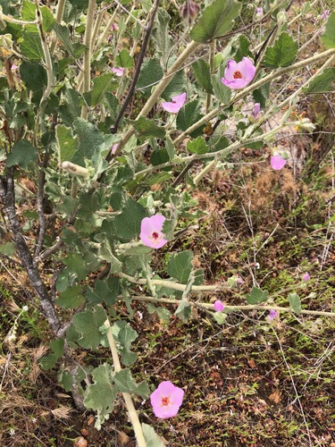 Image of Malacothamnus foliosus by no rights reserved