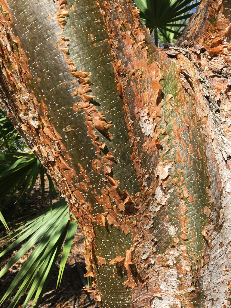 Bursera