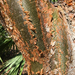 Bursera - Photo (c) Dan Nydick, some rights reserved (CC BY-NC), uploaded by Dan Nydick