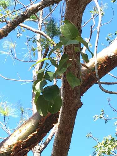 Bursera simaruba - Leaves