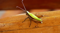 Trybliophorus peruvianus