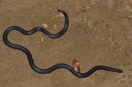 Reticulate Burrowing Asp
