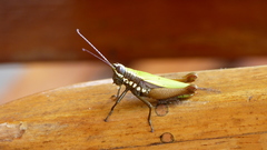 Trybliophorus peruvianus