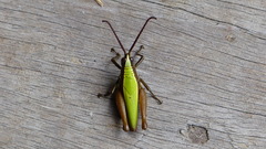 Trybliophorus peruvianus