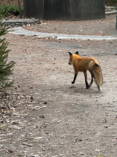 Renard roux observed by jacksaintlaurent