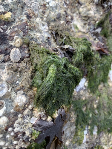 Acrosiphonia arcta observed 2026-04-18