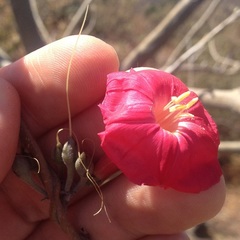 Ipomoea conzattii