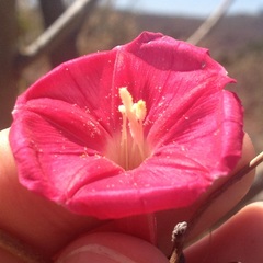 Ipomoea conzattii