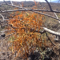 Phoradendron carneum