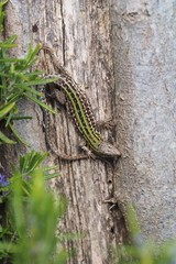 Podarcis siculus