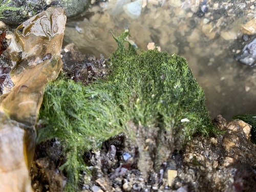 Acrosiphonia arcta observed 2026-04-18