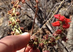 Echeveria coccinea