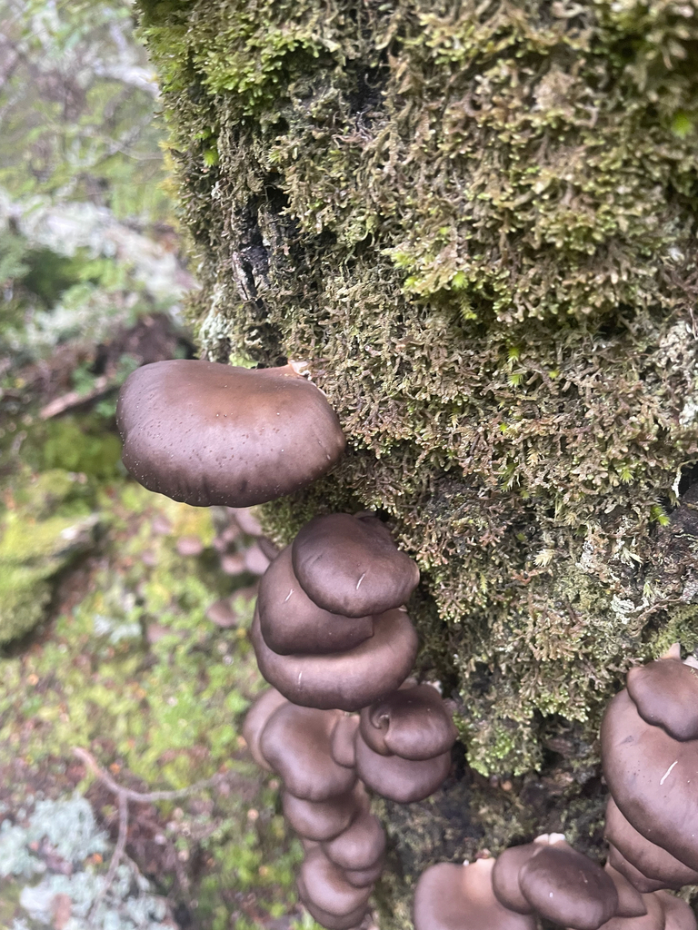 Pleurotus purpureo-olivaceus · June 2025 · photo: © christian_waddingham (iNaturalist, cc0)