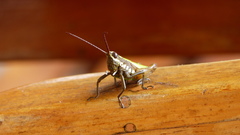 Trybliophorus peruvianus