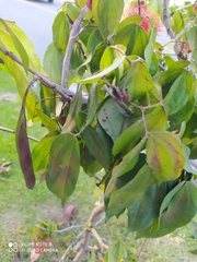 Calliandra trinervia