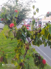 Calliandra trinervia