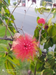 Calliandra trinervia