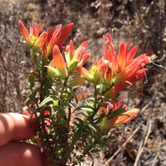 Castilleja auriculata