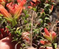 Castilleja auriculata