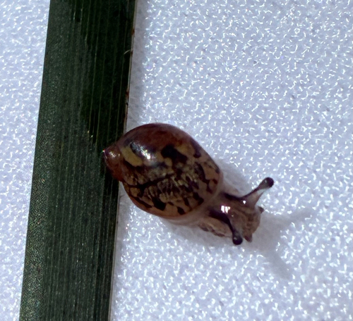 Succinea unicolor observed 2026-04-19
