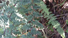 Myriopteris chipinquensis