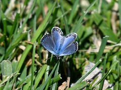 Euphilotes heracleoides