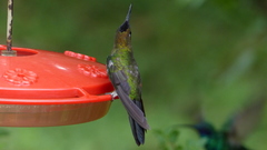 Heliodoxa leadbeateri