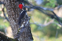 Dryocopus lineatus