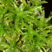 Atrichum selwynii - Photo (c) dloarie, algunos derechos reservados (CC BY), subido por dloarie