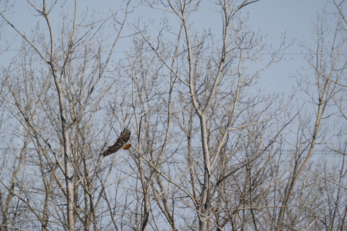 Red-tailed Hawk