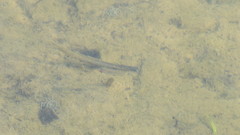 Moenkhausia forestii