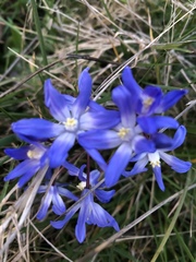 Scilla luciliae