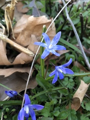 Scilla luciliae