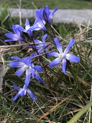 Scilla luciliae