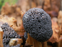 Symphytocarpus trechisporus