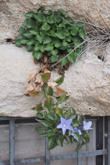Campanula versicolor tenorei