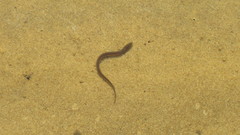 Synbranchus marmoratus