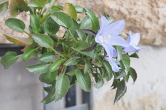 Campanula versicolor tenorei