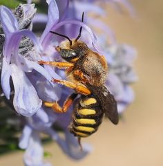 Rhodanthidium septemdentatum