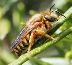 Rhodanthidium septemdentatum