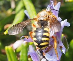 Rhodanthidium septemdentatum