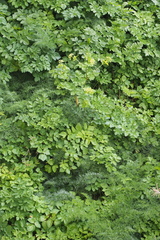 Apiaceae