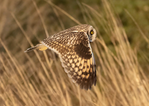 Short-eared Owl observed by frondsinhighplaces