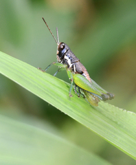 Methiolopsis geniculata