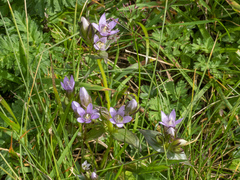 Gentianella ramosa
