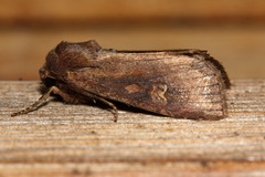 Apamea lateritia