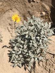Bahieae