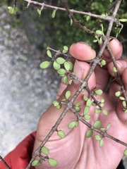 Coprosma wallii