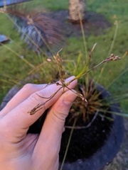 Fimbristylis